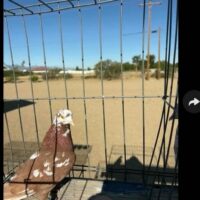 Region 8B Auction- Manny Moreno breeding pair