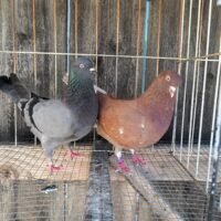 Region 9C Auction- Ronnie Ross Pair
