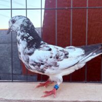 Region 9C Auction-Bruce Hall Youngster