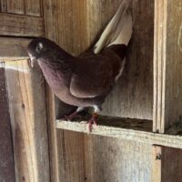 Region 9C Auction- Director at Large Dennis Busse breeding pair #2