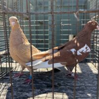Region 9C Auction- Mack Williams Pair #1