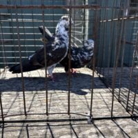 Region 9C Auction- Mack Williams Pair #3