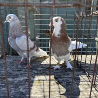 Region 9C Auction- Mack Williams Pair #2