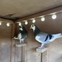 Region 8B Auction-  Felix Strzelewicz  Higgins nestmates