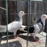 Region 9C Auction- Master Flier Mike Wolden Pair #1 of Irish