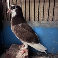Region 9C Auction- Ko Yang Irish/Wolden youngster
