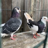 Region 9C Auction- Master Flier Mike Wolden Pair #2 Irish