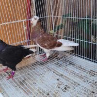 Region 9C Auction- Farqan Lall Pair
