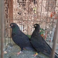 Region 9C Auction- Jimmy Slack Williams pair
