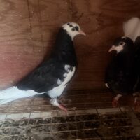 Region 2E Auction- Don Greene 2 youngsters