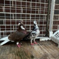 Region 4A Auction- Carl Schuler Mee pair