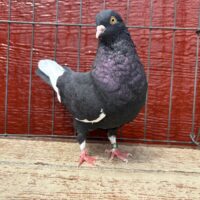 Region 2E Auction- Bruce Hall cock # 121