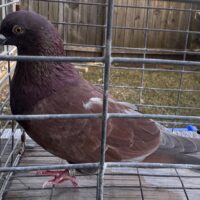 Region 9D Auction- PHA Hall 2019 cock