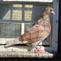 Region 3C Auction- 4X 20 Bird Champion Mark Ritter Hen